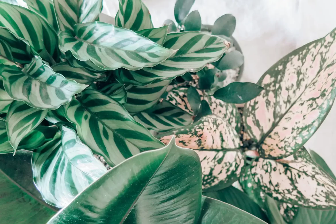 Keeping Indoor Plants Alive.