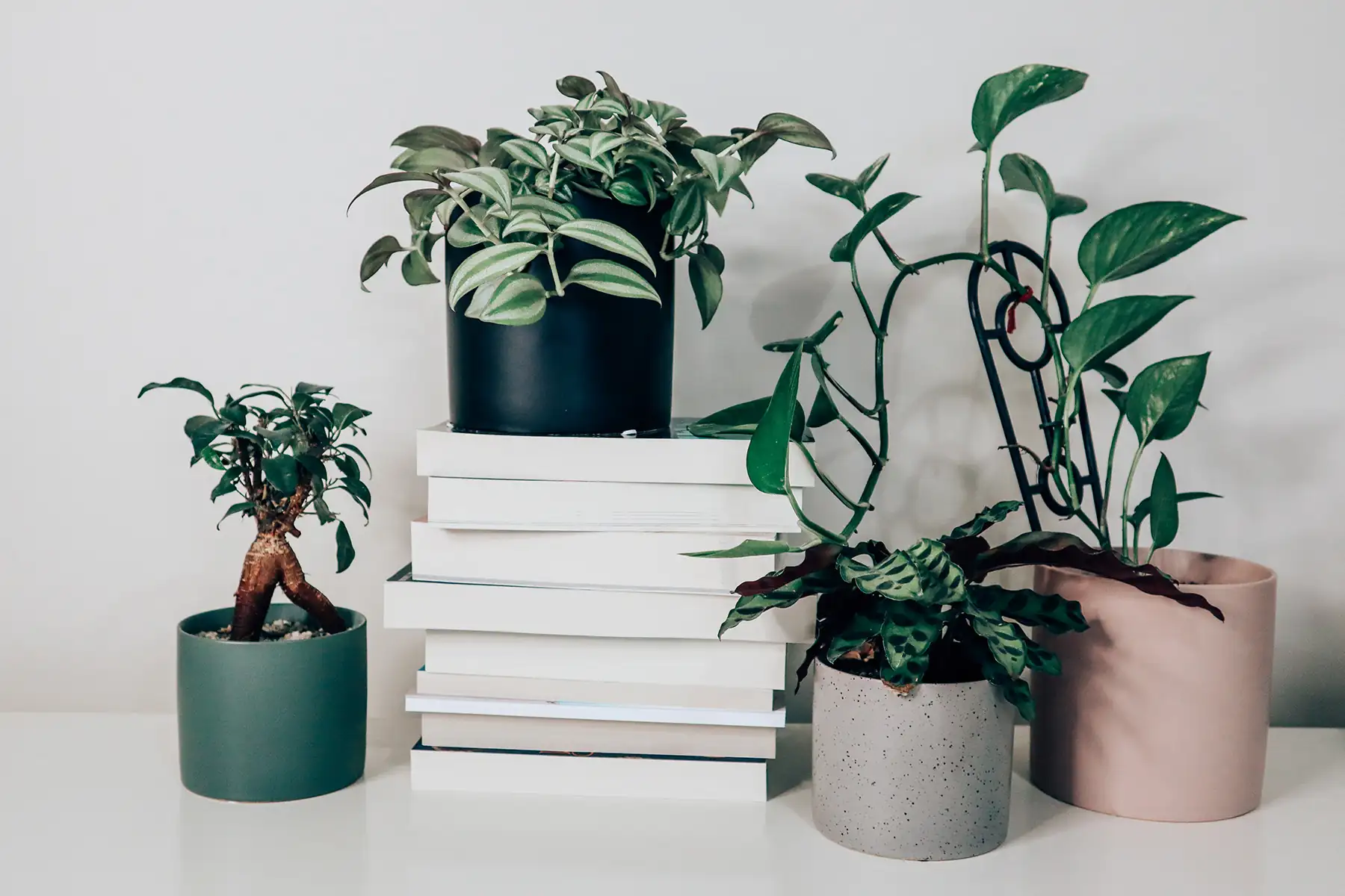 Indoor pot plants and a stack of paperback books for Elle McFadzean's blog.
