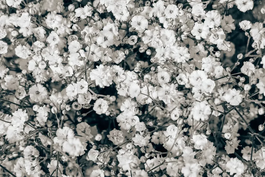 White flowers.