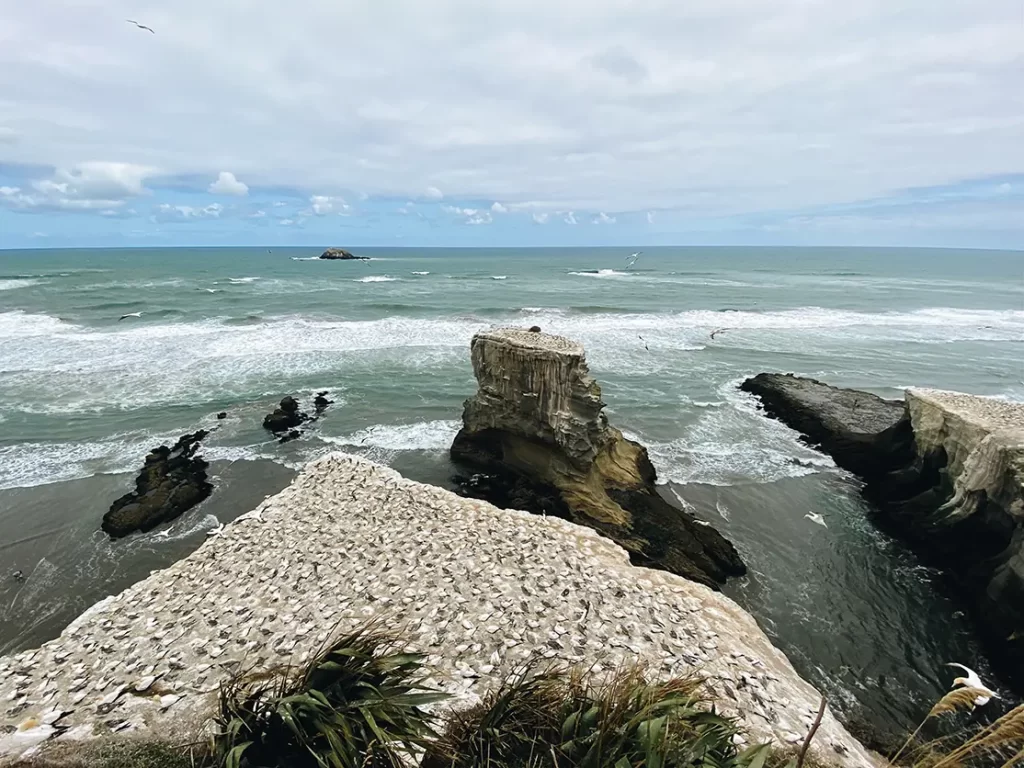 Muriwai Gannet colony.