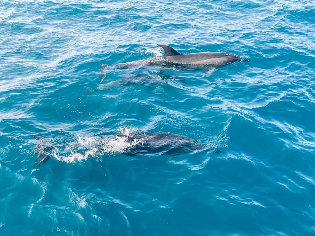 Two dolphins at Bay of Islands.