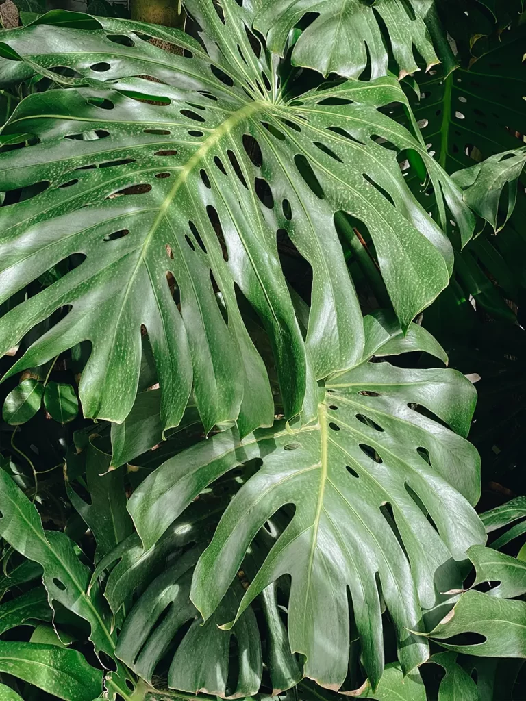 Green plant with large leaves.