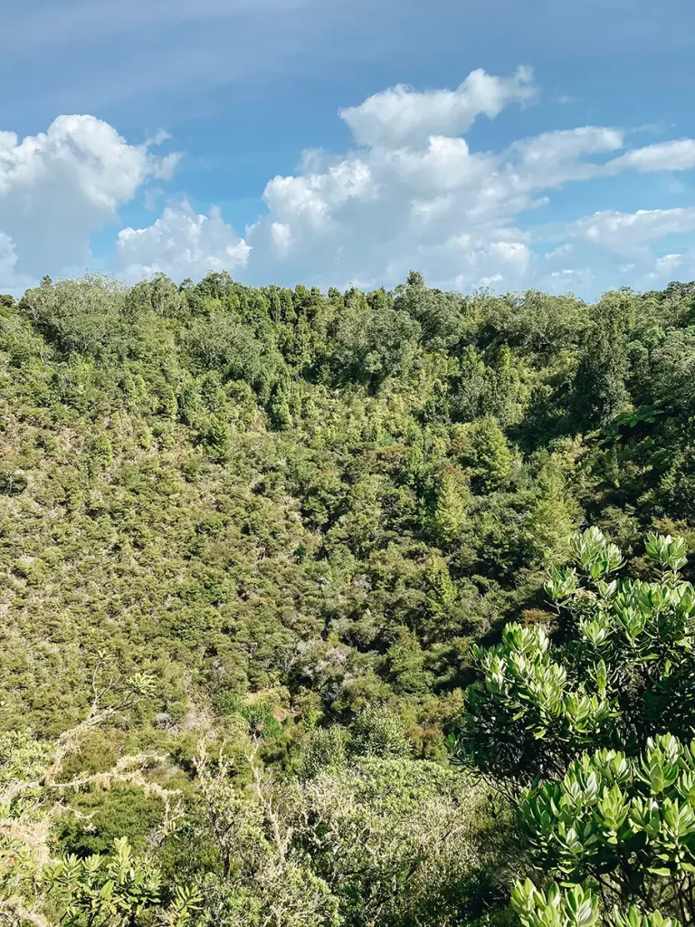 Rangitoto Island crater.