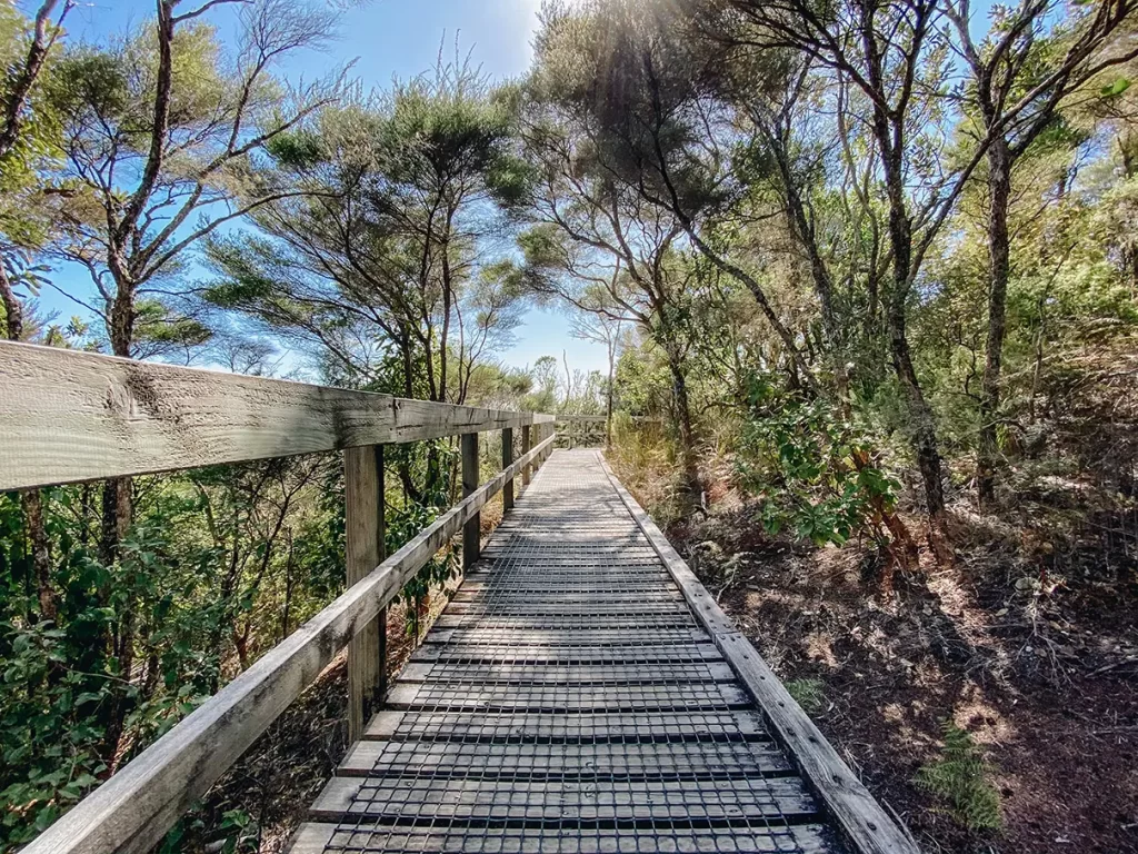 Rangitoto Island walking trail.