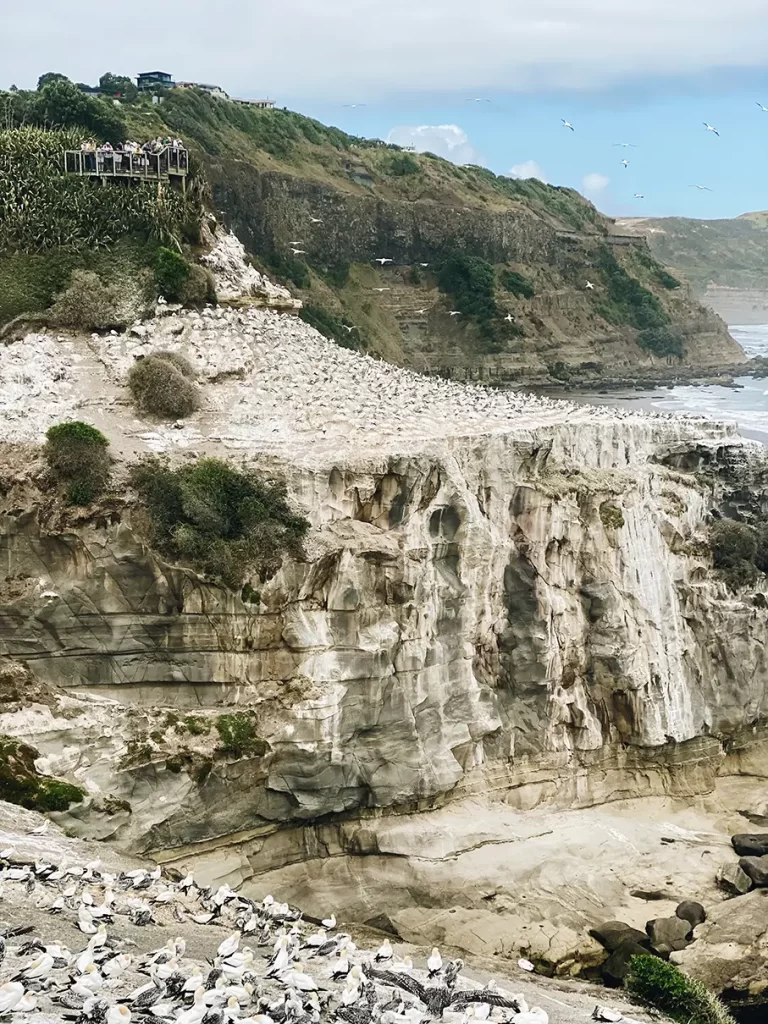 Muriwai Gannet colony.